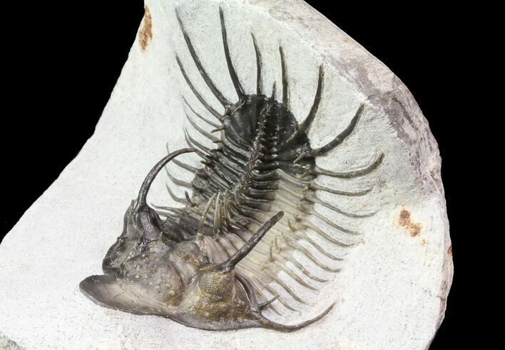 New Trilobite Species (Affinities to Quadrops) #69581